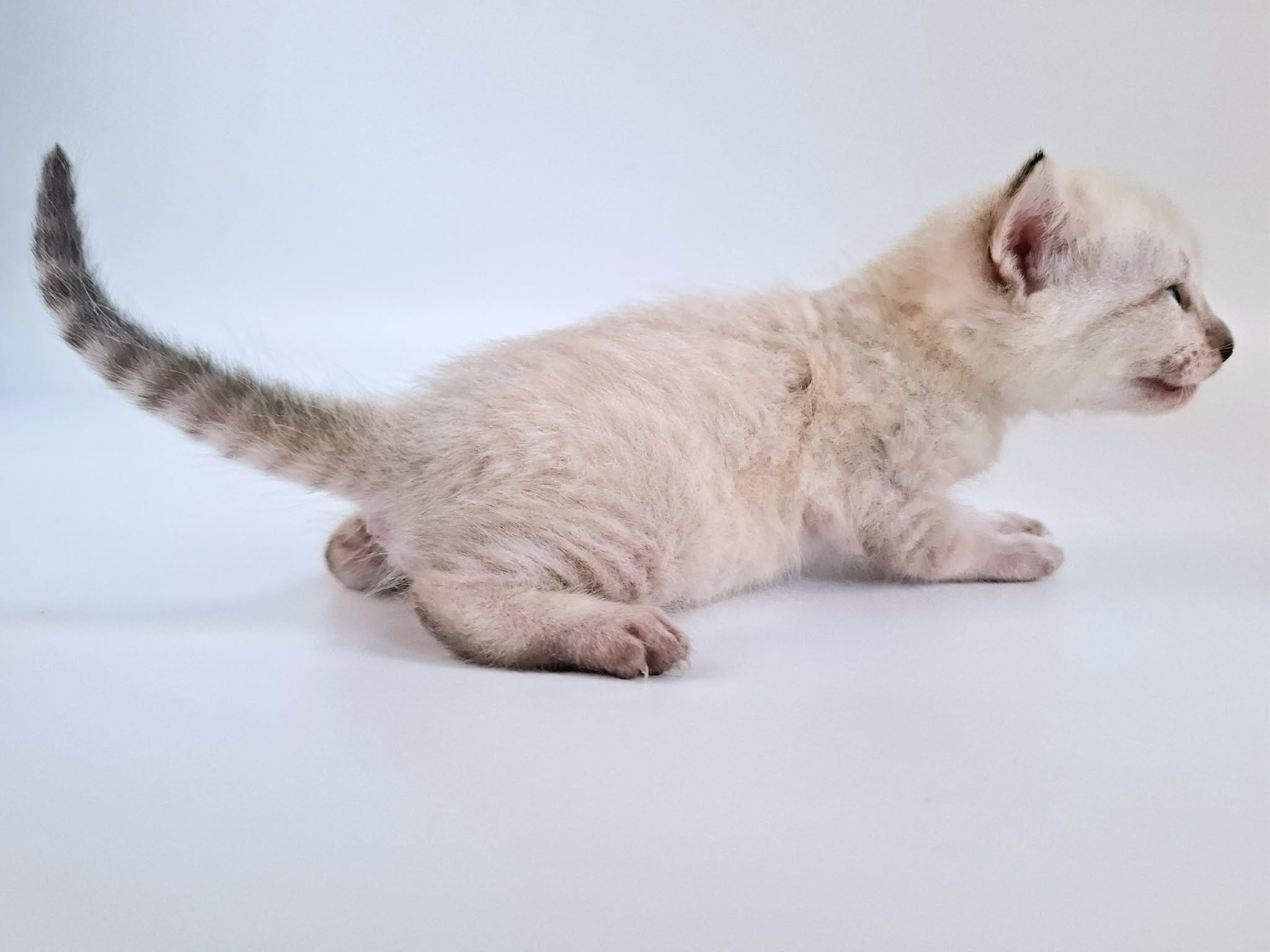 Kitten 1
